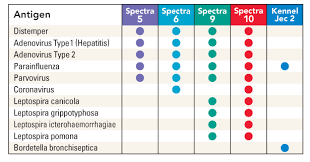 4 ways to find cheaper puppy vaccinations. Your Guide To Canine Spectra Vaccines Durvet