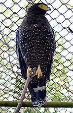Birds Of Prey Wikipedia Indonesia Andaman Serpent Eagle Wikipedia The Free Encyclopedia Birds Of Prey Bird Species Eagle