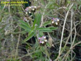 Image result for Lippia oatesii