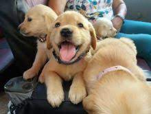 Our beautiful golden retriever tiggy has had a litter of 7 gorgeous puppies. St Johns Golden Retriever Dogs Puppies For Sale Classifieds At Eclassifieds 4u