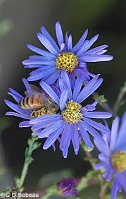 Image result for Aster chimanimaniensis
