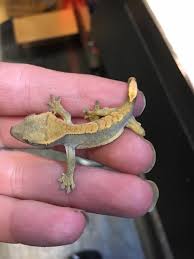 You could find a dalmatian, a harlequin dalmatian, or a pinstripe harlequin dalmatian for example. Nj Exotic Pets All Baby Crested Geckos On Sale Facebook