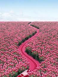Beautiful Pink Tulip Flower Garden Beautiful Flowers Beautiful Gardens Beautiful Nature