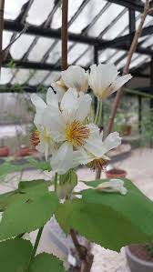Image result for Sparrmannia africana