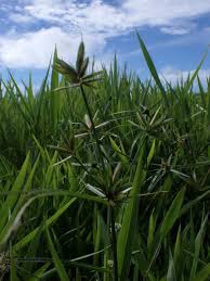 Image result for Cyperus pectinatus