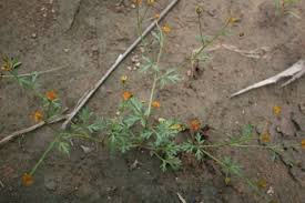 Image result for Chrysanthellum indicum