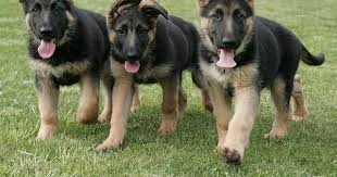 Those watchful eyes, attentive nature, a yearning to protect the family it. Early Spaying Neutering Of German Shepherd Dogs Purina Pro Club