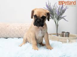 Look at pictures of mastiff puppies in florida who need a home. Petland Florida Has Bullmastiff Puppies For Sale Check Out All Our Available Puppies Bullmastiff Puppy Friends Bull Mastiff Bullmastiff Puppies For Sale