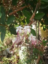 Image result for Volkameria