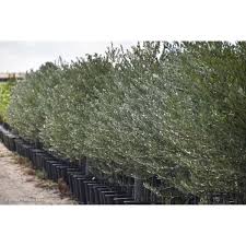 Image result for Olea