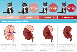 Die cne/cne erkrankung der katze. Nierenerkrankung Bei Der Katze Katzen Vorsorge Check
