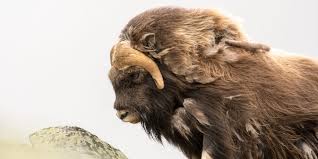 Vandringen foregår med lokalkjente guider fra moskus safari dovrefjell for å se etter moskus på dovrefjell. Musk Ox Safari In Dovrefjell Nasjonalparkriket