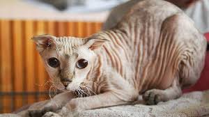 Pin On Ugly Cats