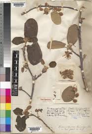 Image result for Buchnerodendron