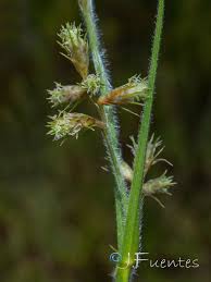 Image result for Fuirena pubescens