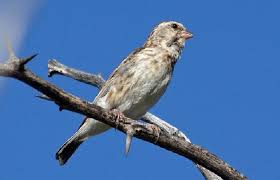 Cara membedakan paud blackthroat jantan dan betina. Daftar Harga Burung Blackthroat Di 2021 Burung Betina Gambar Burung