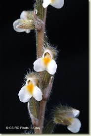 Image result for Zeuxine