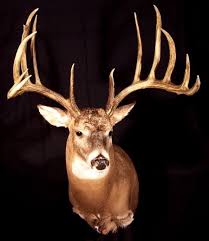 World S Biggest Bucks The Top Typical Whitetails Of All Time Big Deer Big Whitetail Bucks Whitetail Bucks
