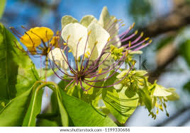 Image result for Crateva