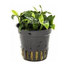 Massimo iannella tested the plant in submerged and emersed culture for a long time and gave it the cultivar name 'pangolino'. Anubias Barteri Nana Pangolino