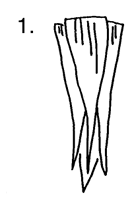 This will make them much more pliable and easier to work with. Native American Crafts Unit Teachersfirst How To Make Corn Husk Dolls