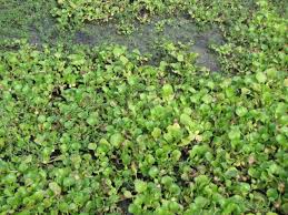 Image result for Hyparrhenia niariensis