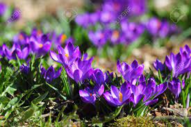 These flowers, grasses and other plants will add a burst of color and life to your fall landscape. First Spring Flowers In German Garden Vibrant Dark Purple Crocuses Stock Photo Picture And Royalty Free Image Image 100255147