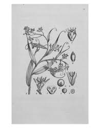 Image result for Aneilema plagiocapsa