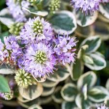 Image result for shrubby veronica hebe