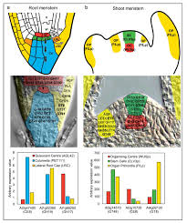 Plantcells that are in the process of growing have primary cell walls, which are thin. Plants Free Full Text Exploring The Role Of Cell Wall Related Genes And Polysaccharides During Plant Development Html