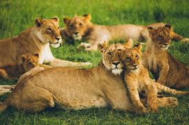 Physical (manual) restraint simple procedures such as brief examination, injection or venipuncture can be carried out using physical restraint alone for captive animals. Bornwild Travel Adventures The Benefits Of Lion Conservation