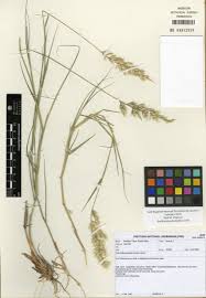 Image result for Schmidtia pappophoroides