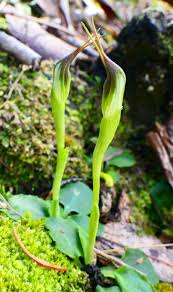 Image result for Ypsilopus erectus