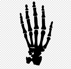Check spelling or type a new query. Finger Anatomy Accessory Bone Hand Hand Hand Wrist Anatomy Png Pngwing