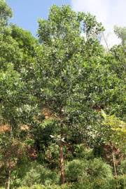 Image result for Acacia ataxacantha