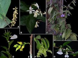 Image result for Rinorea