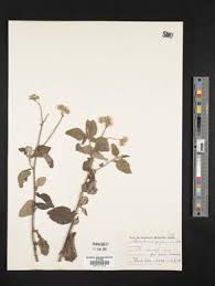 Image result for Dewildemania filifolia