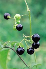 Image result for Solanum americanum