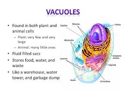 We did not find results for: Cells Ppt Video Online Download