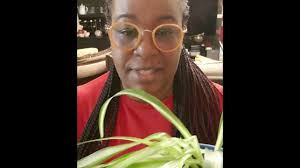 Spider Plant in leca