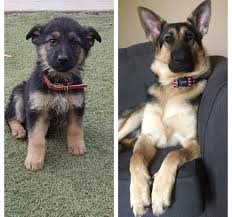 My Little Tricky 10 Weeks To 10 Months They Grow So Fast We 3 German Shepherds Germanshepherds In 2020 Black German Shepherd Cute Dogs And Puppies German Shepherd
