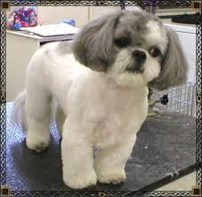Shih Tzu Haircut Shih Tzu Haircuts Shih Tzu Grooming Shih Tzu Puppy Haircuts