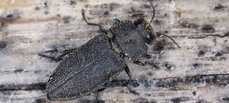 Southern california pest control services. East County San Diego Pest And Termite Control License To Kill Pest Control