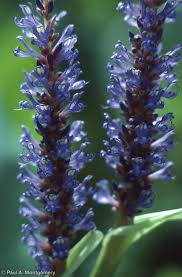 Image result for Pontederia