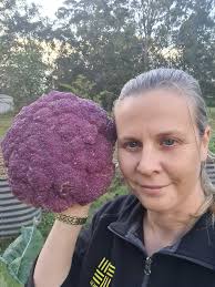 Grew some purple cauliflower just love it .💜💜