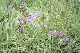 Image result for Tulbaghia sp. cf. violacea