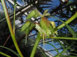 Image result for Erythrophysa