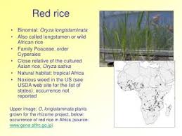 Image result for Oryza longistaminata