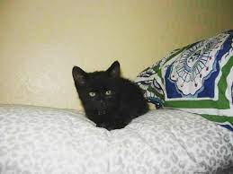 his name is kamang 까망 it means black in korean his nickname is 뚝배기 that means little black soup pot blackcatsrule