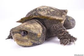 Turtleheads are generally dealt with using careful restriction of the sphincter muscles until you can make it to a toilet. Big Headed Turtle Platysternon Megacephalum